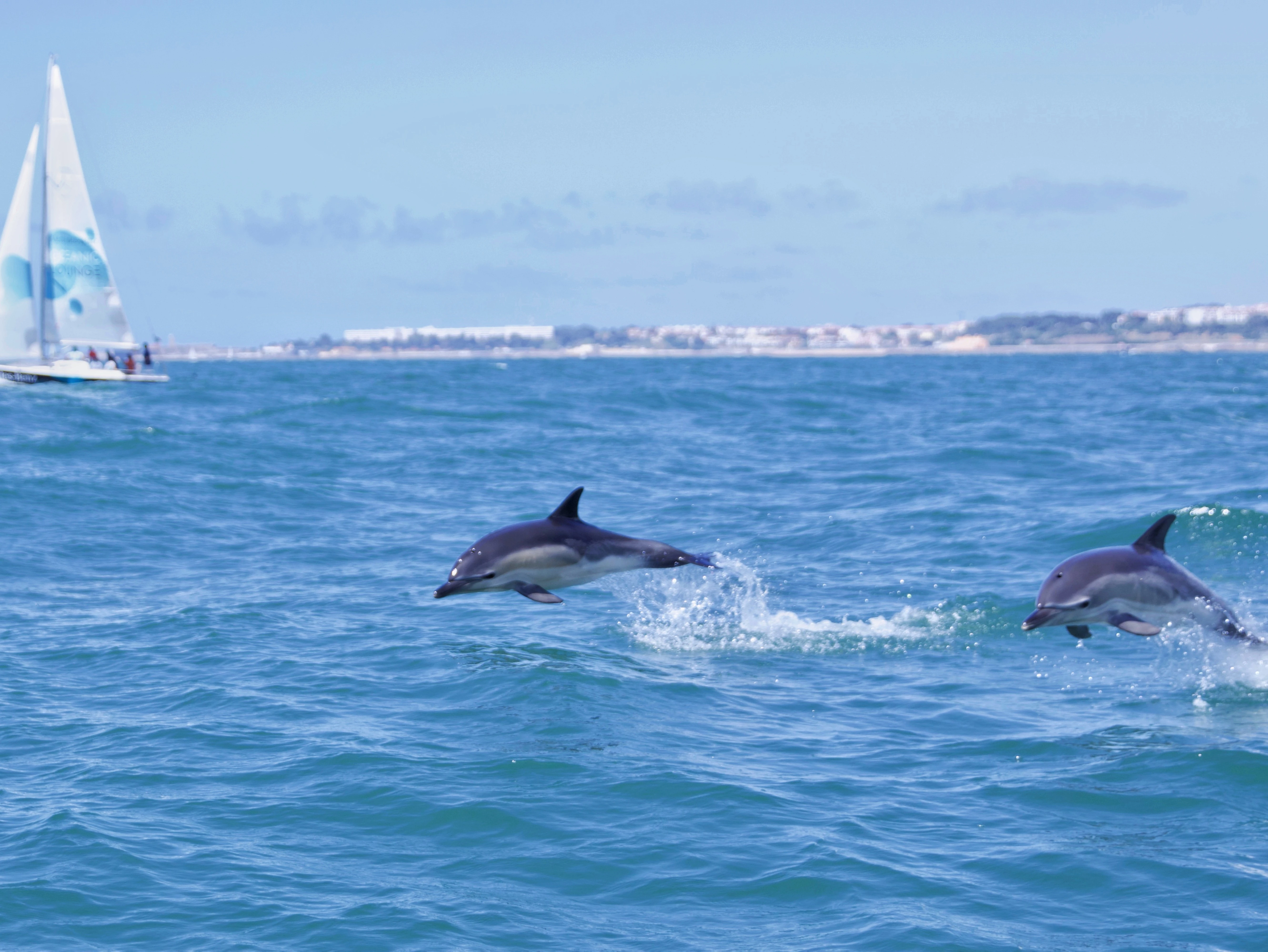 Golfinhos a mergulhar no Rio Tejo em Lisboa